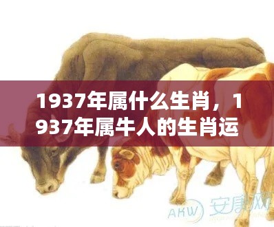 揭秘1937年属牛人的生肖运势与运势大解密