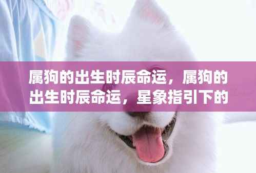 属狗的出生时辰命运详解,星象指引下的命运轮廓探索