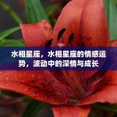 水相星座情感运势深度解析,波动中的深情与成长之路