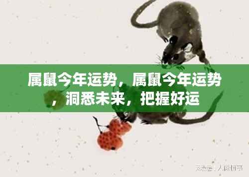 属鼠今年运势详解,洞悉未来走向,把握好运势