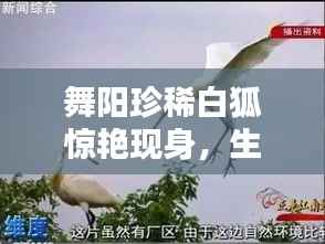 舞阳珍稀白狐惊艳现身,生态之美引领关注新头条