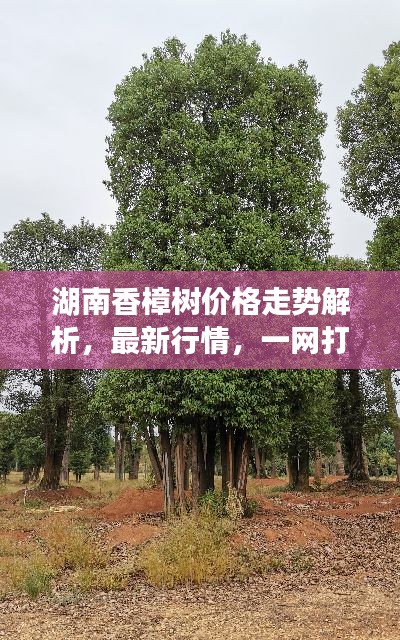 炊粱跨卫 第3页